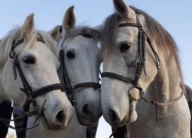 CAMAR’AD ÉQUITATION