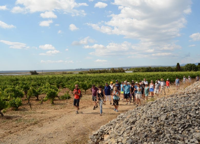 BALADE VIGNERONNE