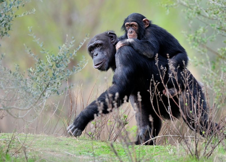 RESERVA SIGEANA AFRICANA