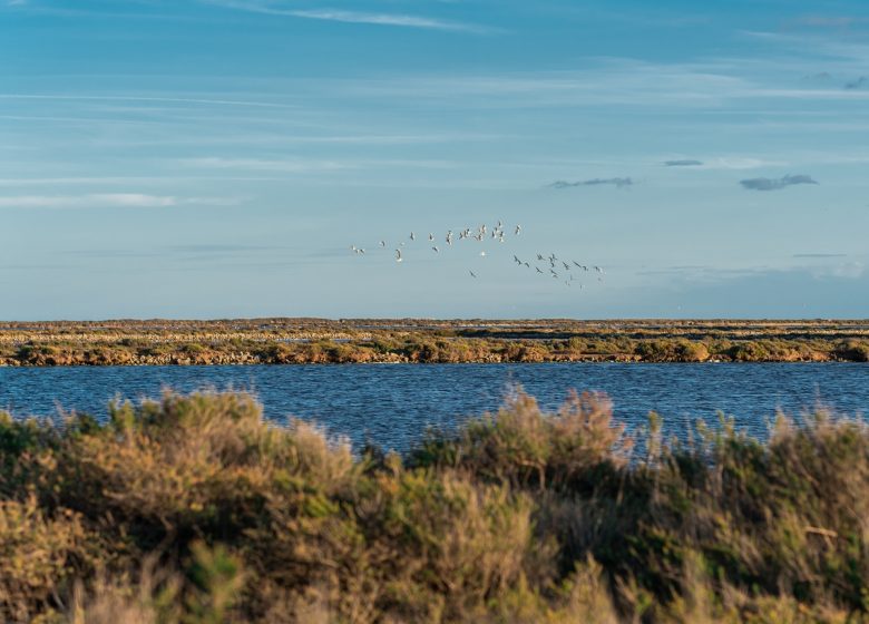 LIGUE POUR LA PROTECTION DES OISEAUX