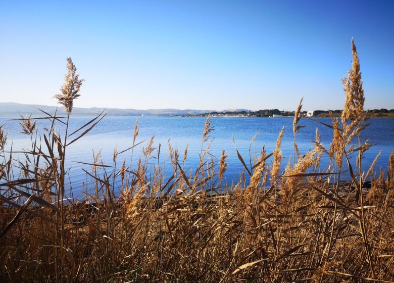 NARBONNAISE REGIONAL NATURE PARK IN THE MEDITERRANEAN