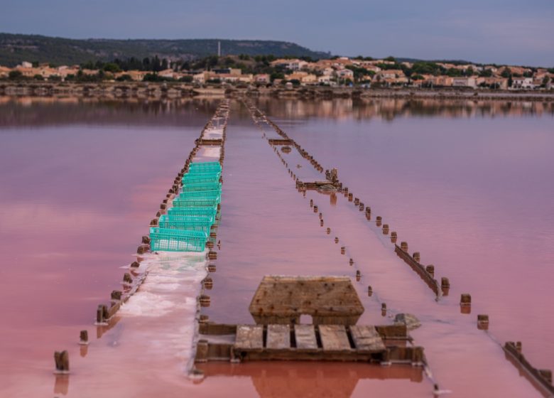 LE SALIN DE L’ÎLE SAINT MARTIN