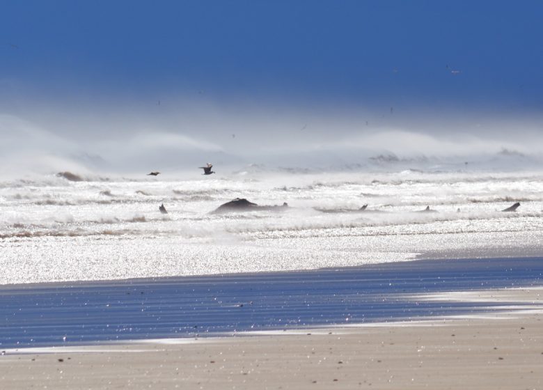 PLAGE SAUVAGE DE LA VIEILLE NOUVELLE