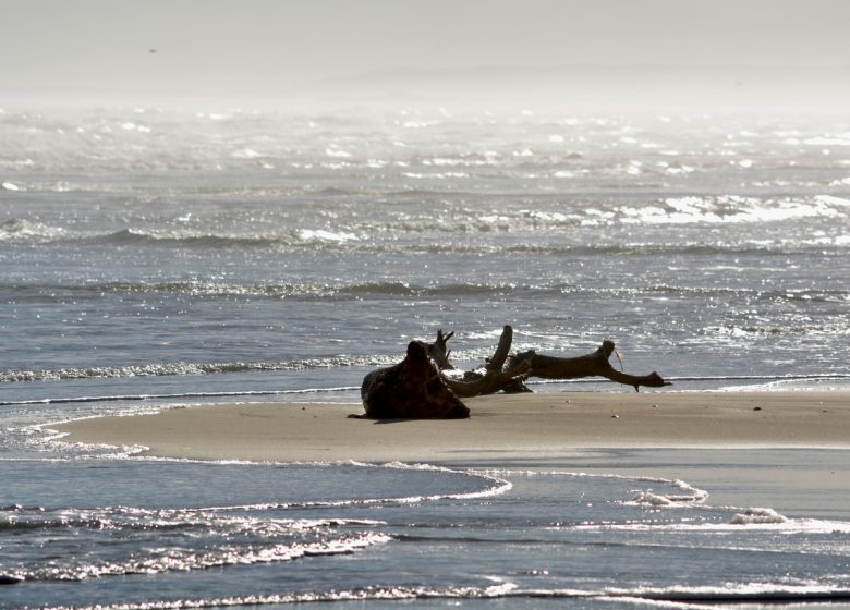 PLAGE SAUVAGE DE LA VIEILLE NOUVELLE