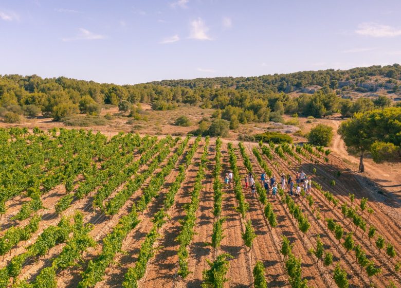 VINS PIERRE RICHARD