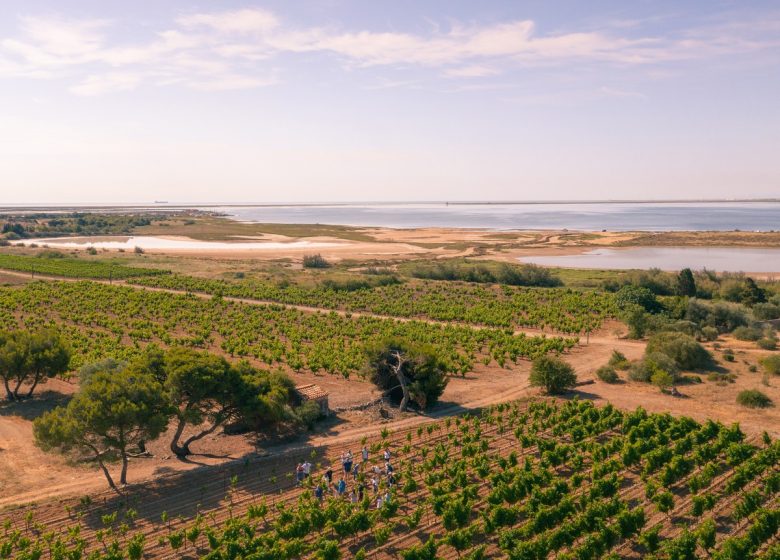 VINS PIERRE RICHARD
