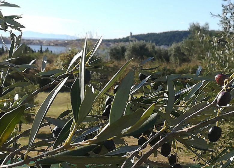 EL MOLINO DE ACEITE DE GRUISSAN