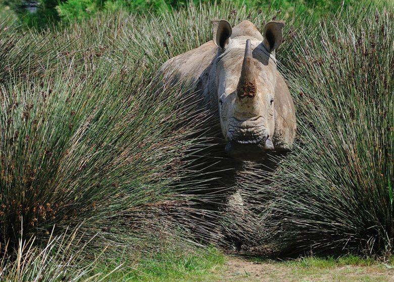 RESERVA SIGEANA AFRICANA